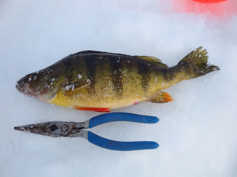 Ice Fishing For Jumbo Perch 