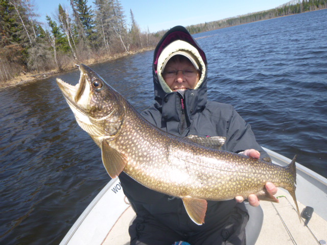 Lake Trout Fishing Tip: How to Catch on Cowbells & Spinners 